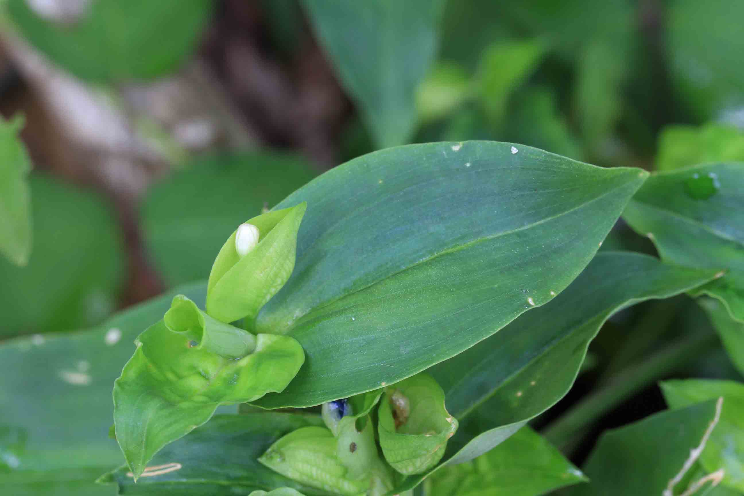 Commelina communis / Erba miseria asiatica